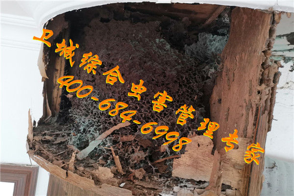 惠城马安防治白蚁公司，桥东灭白蚁选择卫城优质虫控企业