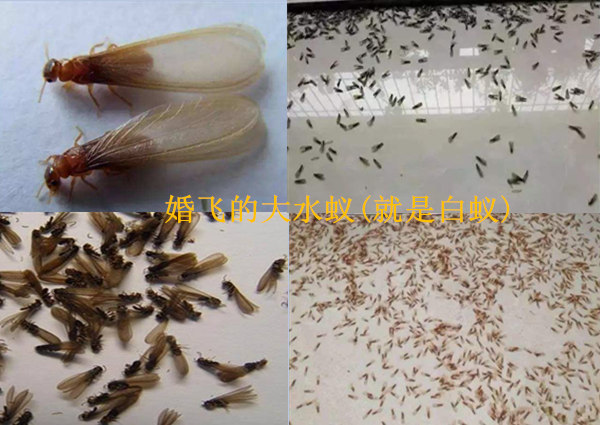 惠州镇隆白蚁防治-白蚁分飞，就是白蚁群体进行扩散迁移繁衍后代?