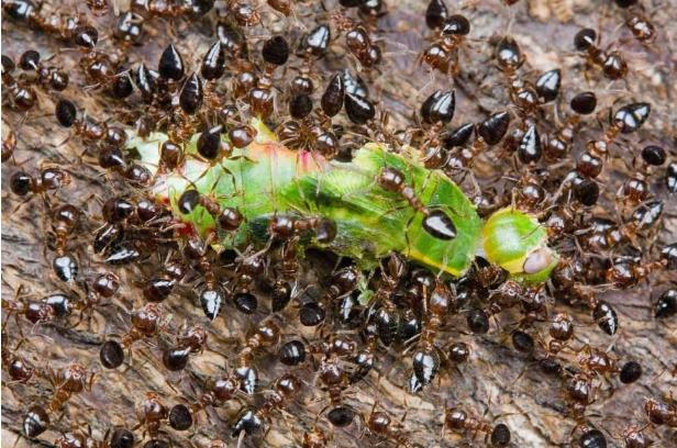 惠州蚂蚁防治,惠州杀蚂蚁公司,惠阳专业黄蚂蚁黑蚂蚁红火蚁灭治工程
